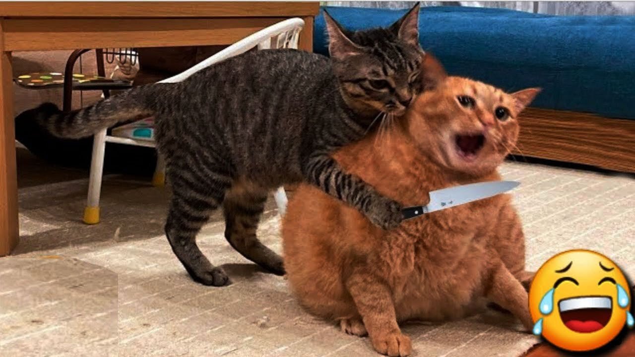 2023 FUNNY ANIMAL VIDEOS PART~1