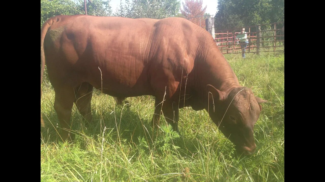 Bulls are on the grass buffet.