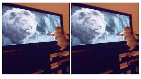 funny video, Watch the cat's reaction after seeing a lion on TV