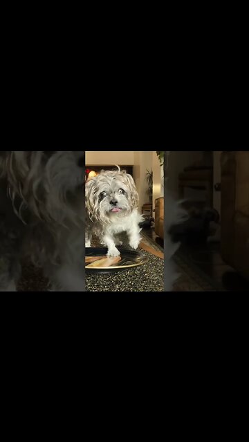 Val going wild #shorts #dogs