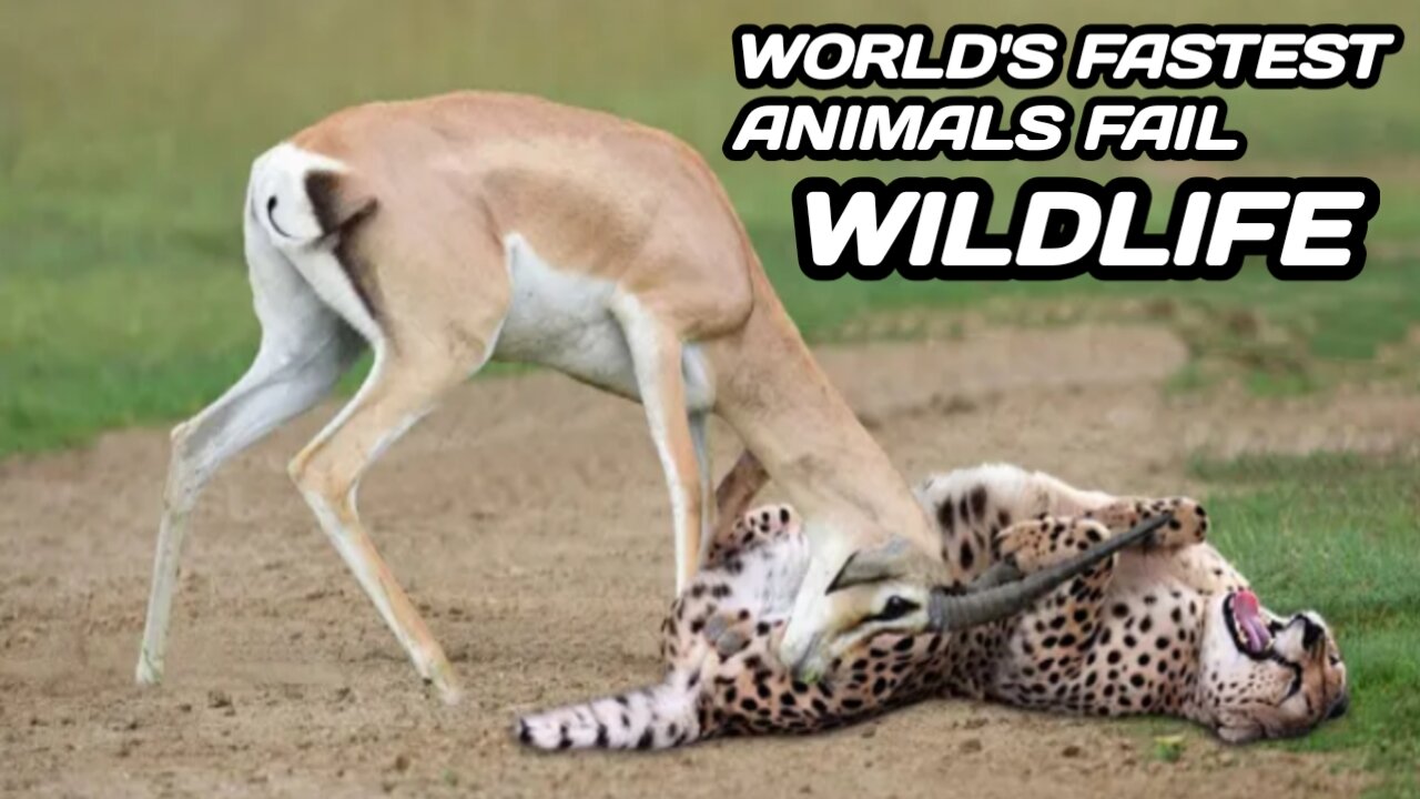 Worlds Fastest Animals Fail | Cheetah VS Horns Deer | Episode 001