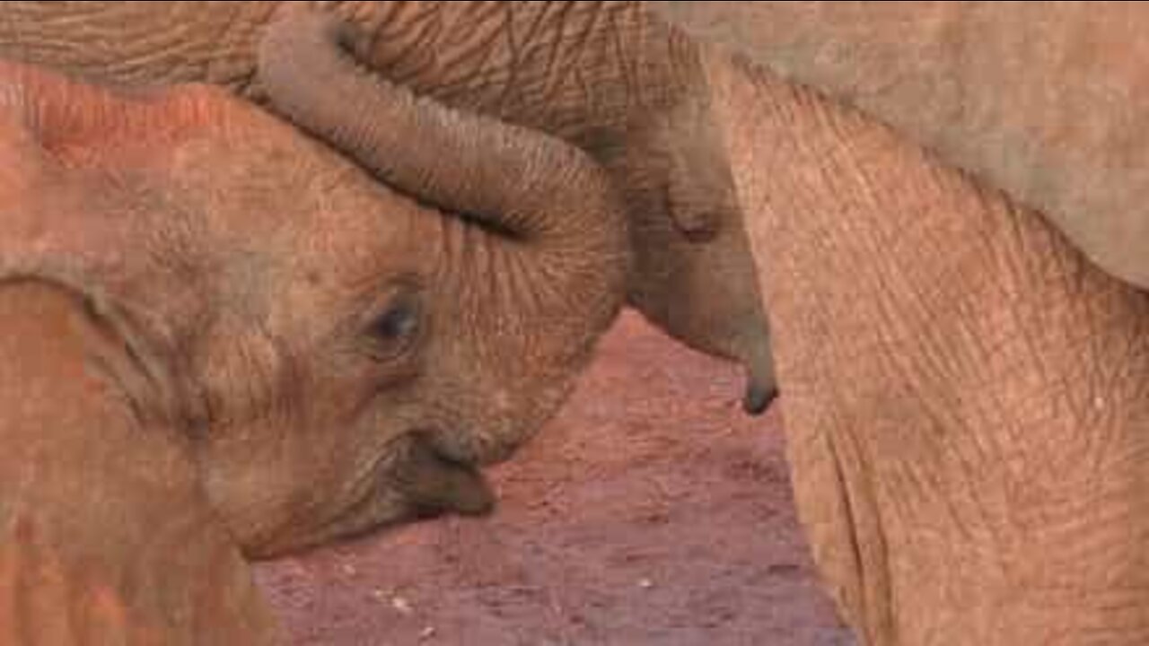 Les aventures des bébés éléphants