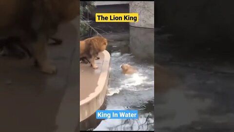 the lion king||funny animals||Zoo animals||funny animals life#Animals#GigoX#ukraine#Trending#