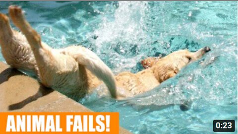 Animals Funny Videos Short Compilation