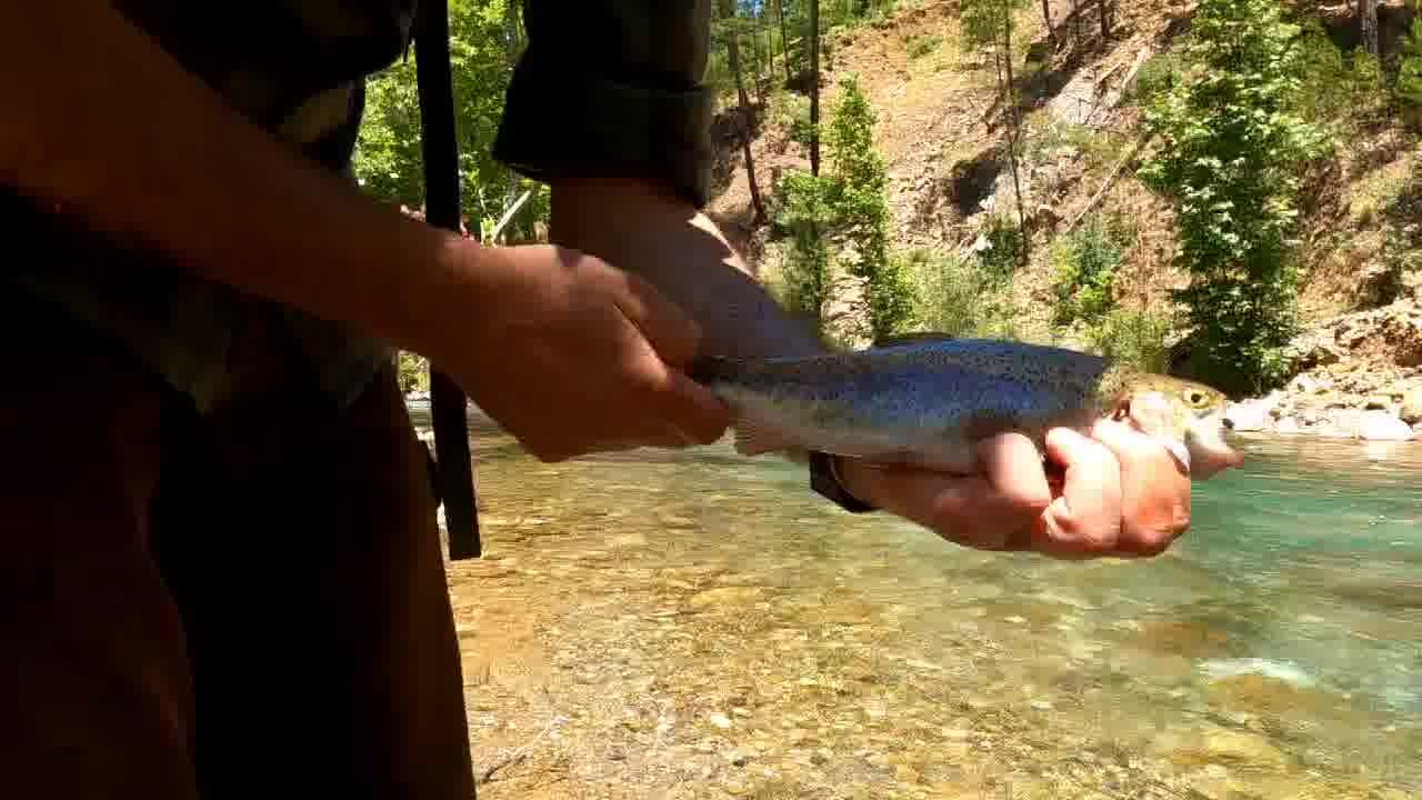 Trout Fishing in River - Solo Overnight Camp in the Mountains