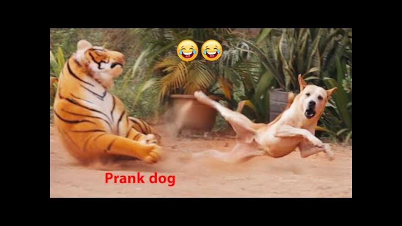 Big Fake Tiger vs Prank Dogs - Watch Funny Video Will Make You Lough 2021