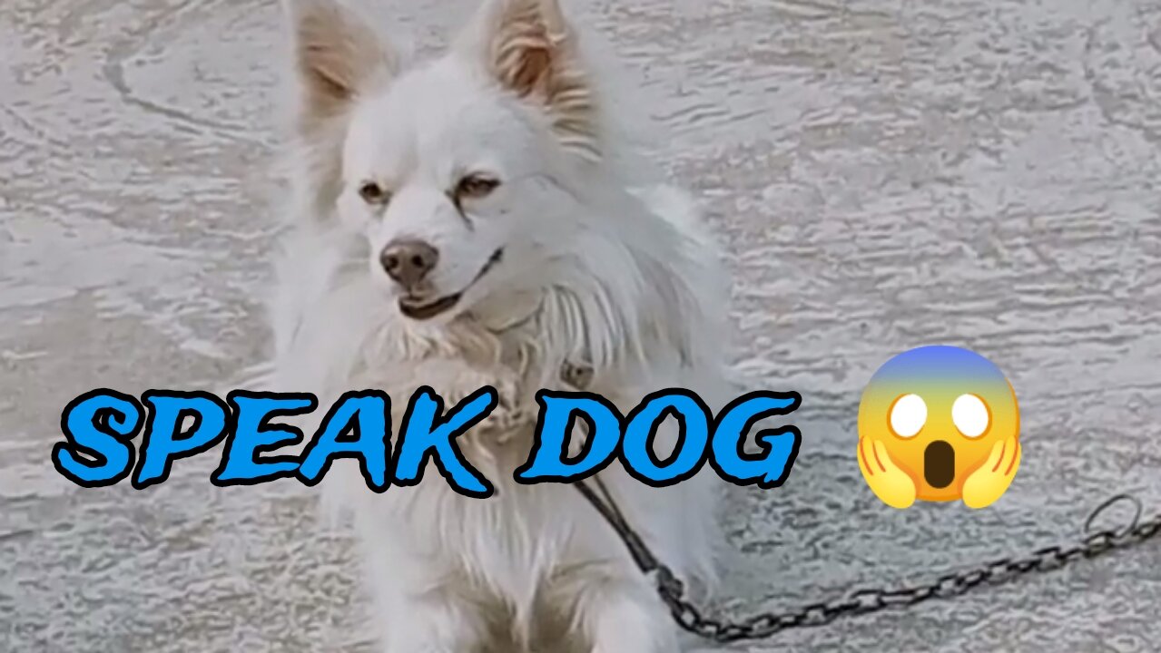 speak dog 🐶 #dog