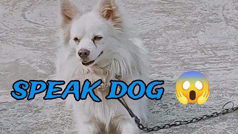 speak dog 🐶 #dog