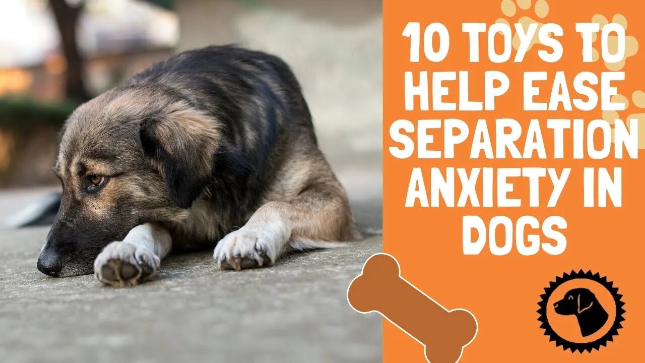 10 Toys To Help Ease Separation Anxiety In Dogs | DOG PRODUCTS 🐶 #BrooklynsCorner