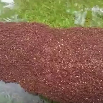 These Strange Clumps Have Been Floating Through the Floods After Hurricane Harvey