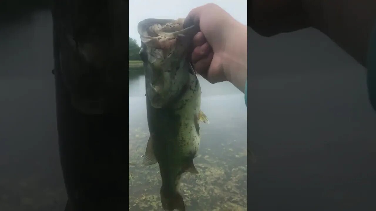3 Pound bass #catchingfish #bassfish #bass #fish #bassbait 