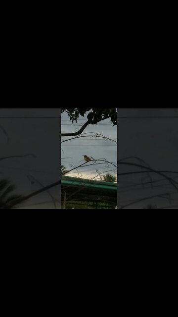 Green Hummingbird Singing in Philippines