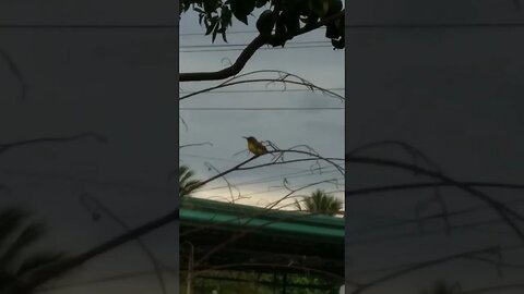 Green Hummingbird Singing in Philippines