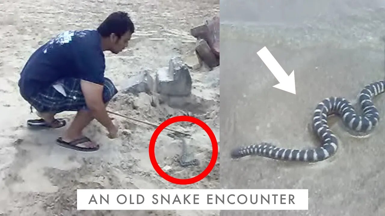 DO THIS if you come across a Snake in India