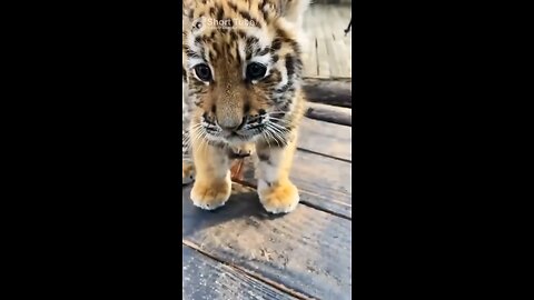 Cute tiger baby