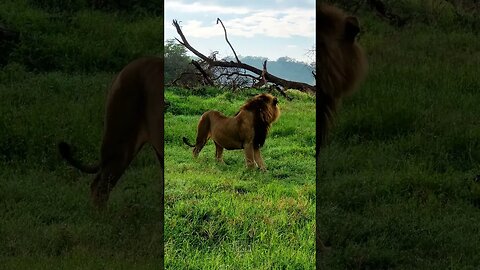 A Lion King #Wildlife | #ShortsAfrica