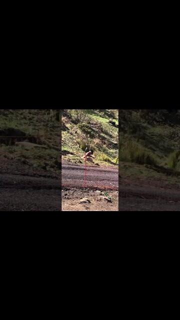 Baby galah watched by mother