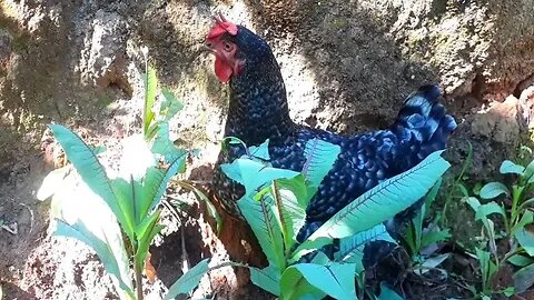 Galinha carijó com fome comendo folhas