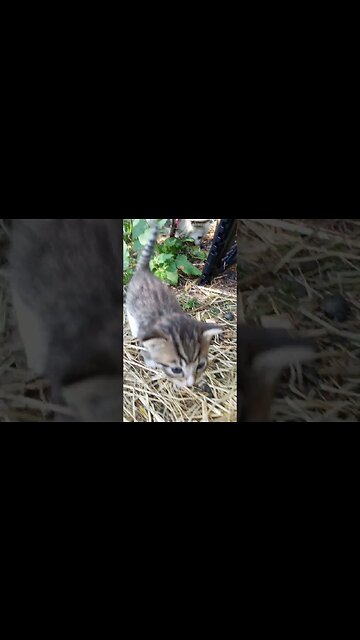 I Love Rock and Roll and Kittens Too