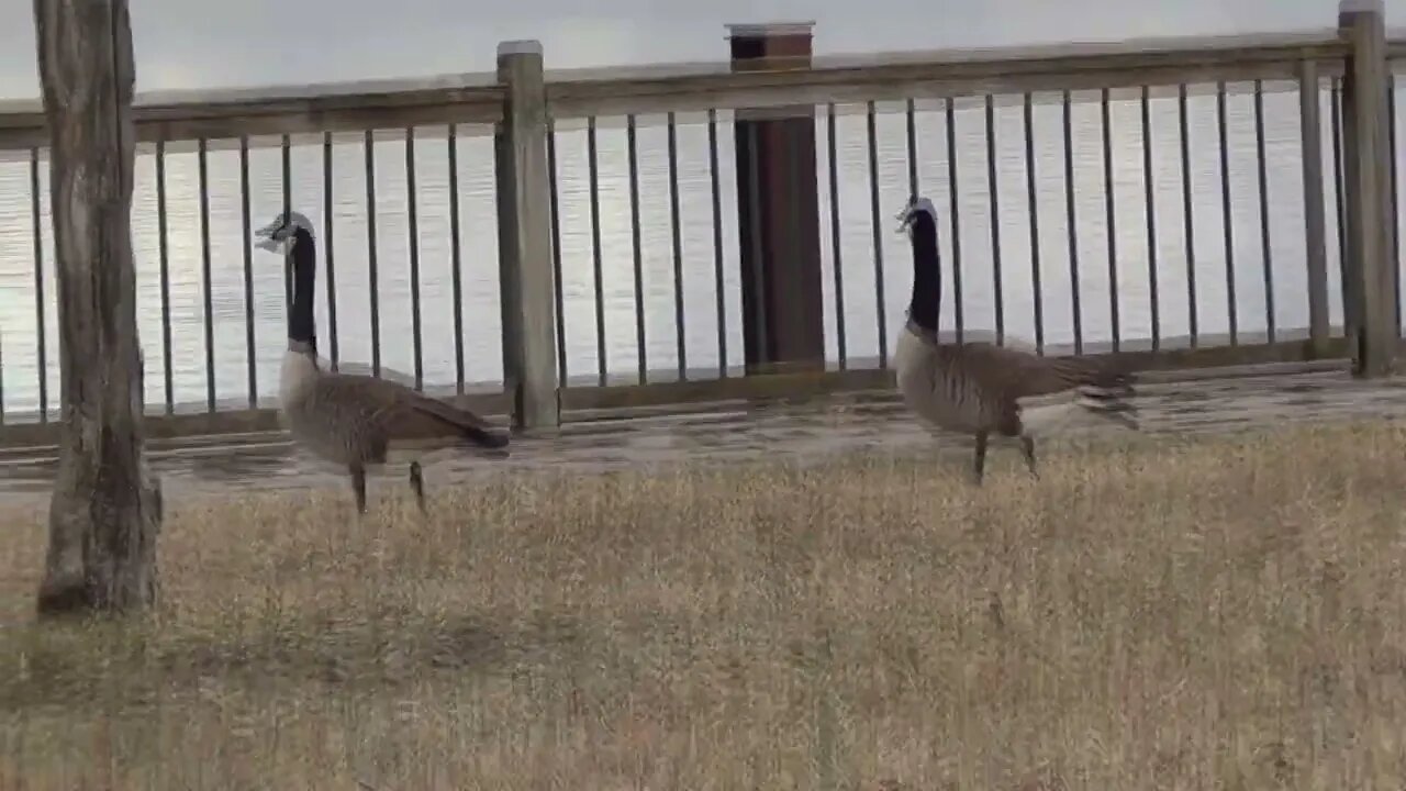 The Geese Are Back