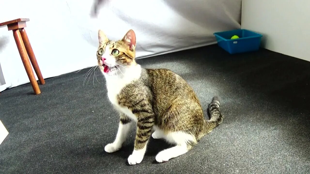 Kitten Pulls on the Toy with His Teeth