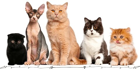 All cat breeds with name and picture