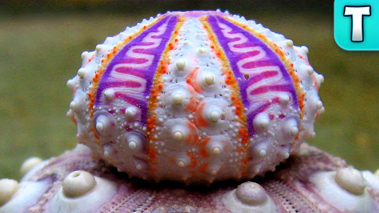 Rare Sea Urchin Discovered on Ebay! | Exquisite Sea Urchin