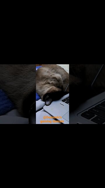 contortionist cat #viral #cat #cinder #kitten #shortvideo #disabled #kittycat