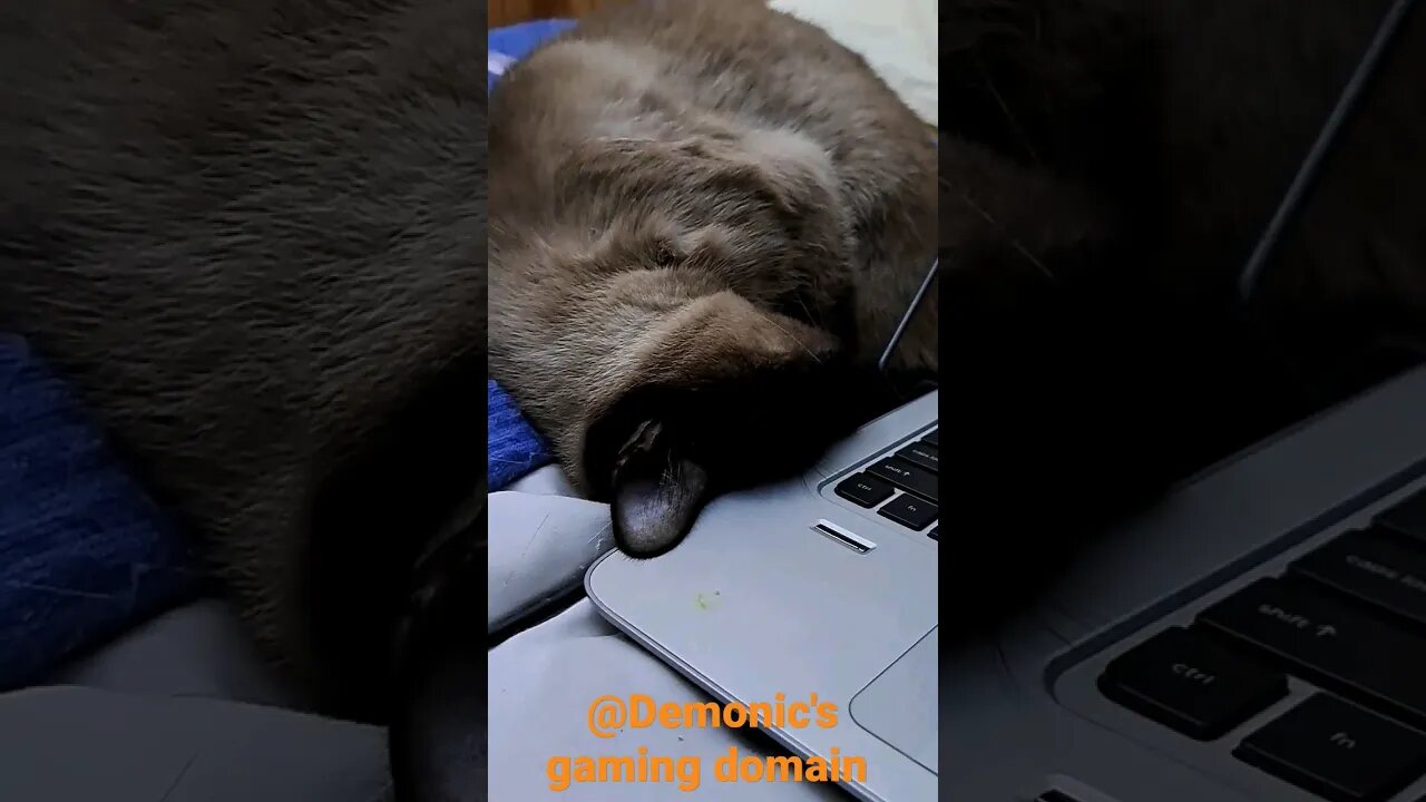 contortionist cat #viral #cat #cinder #kitten #shortvideo #disabled #kittycat
