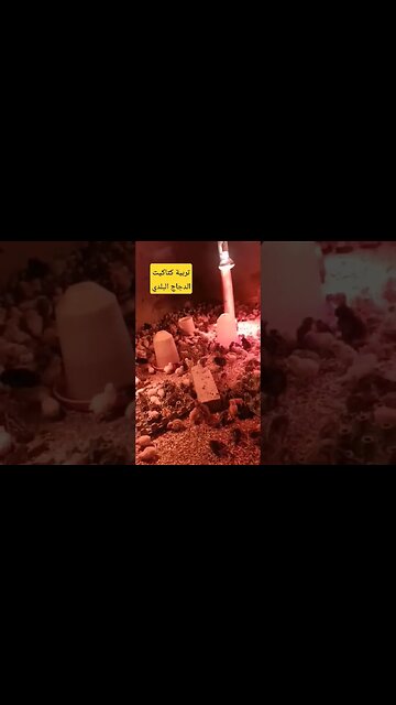 تربية كتاكيت الدجاج البلدي الأسود كيوت