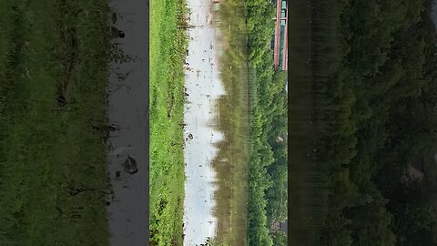 Pond Teeming With Life Part 2