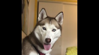 Husky Follows instructions for treat!