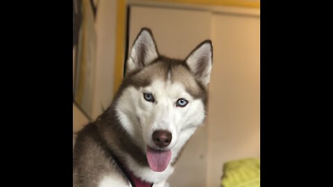 Husky Follows instructions for treat!