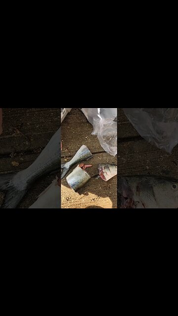 Best 🦀Blue Crabs🦀 Bait???