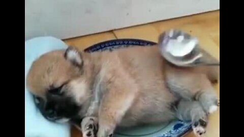 Cute puppy No puppies were harmed in this video enjoy..