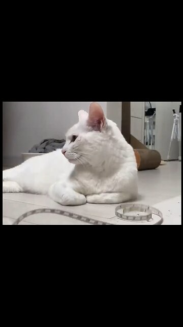 The Funniest Pet Videos of the Year 😂 part 4