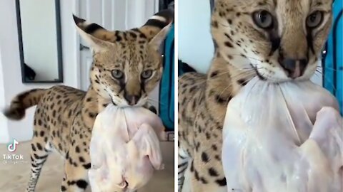 Cat catching chicken