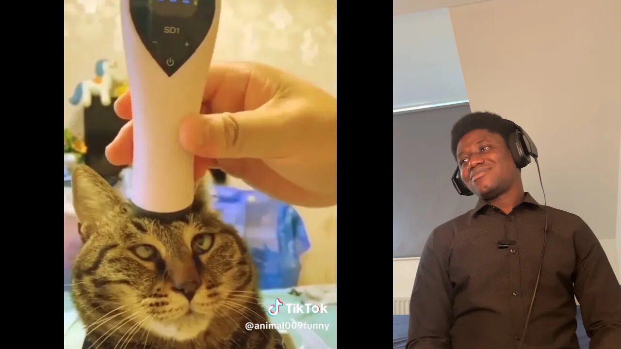 Animal TikTok Videos #7