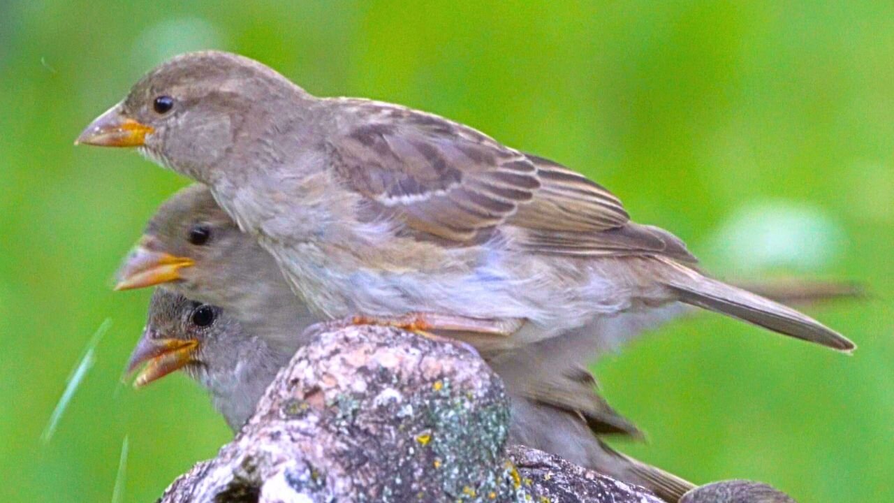 The Mighty Pigeon is Reduced to Eating House Sparrow Leftovers