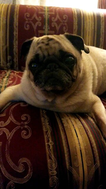 My pug