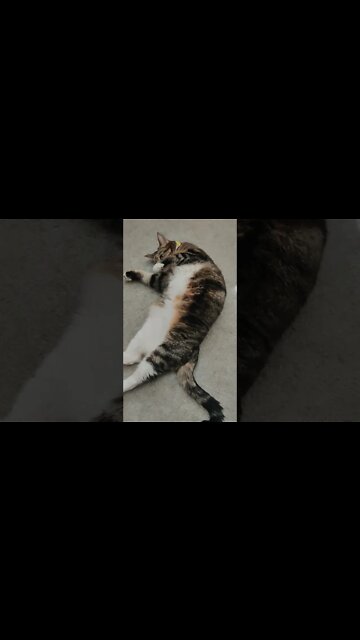 Too lazy to get anything done today.