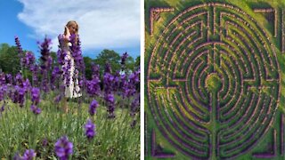 You Can Try To Escape Ontario's Lavender Labyrinth This Summer