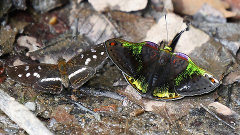 CARIA BUTTERFLY
