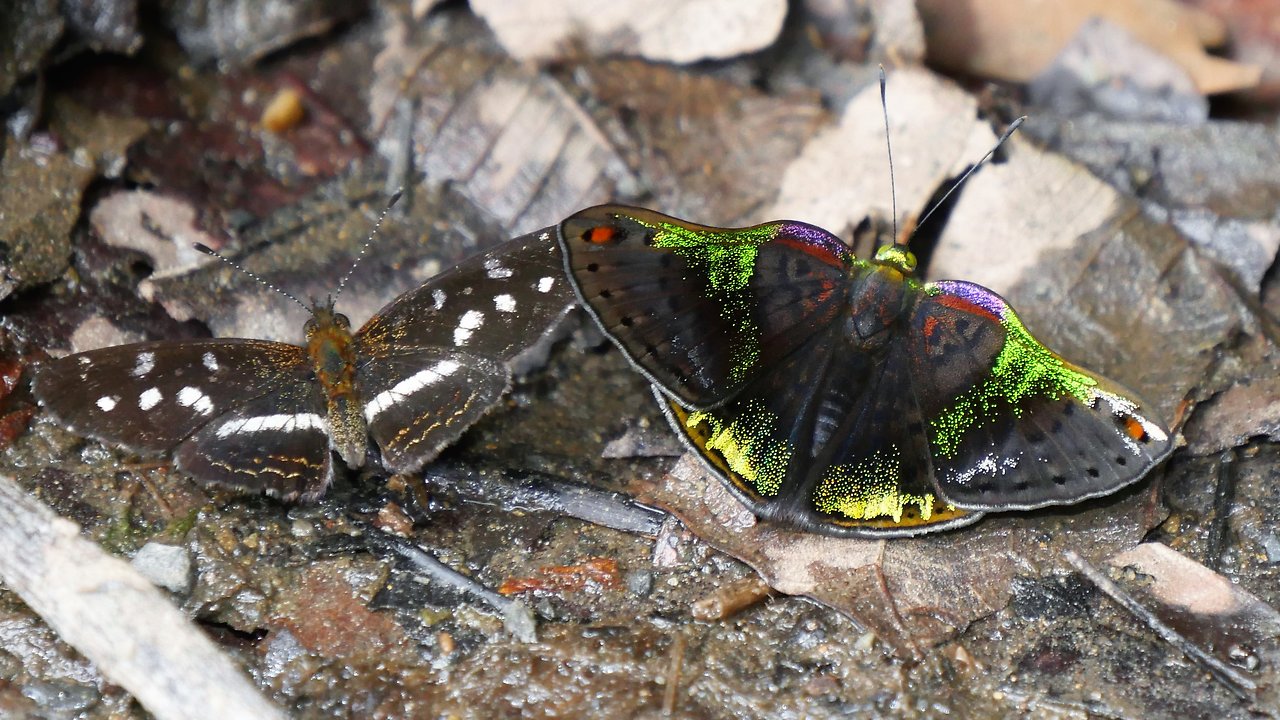 CARIA BUTTERFLY