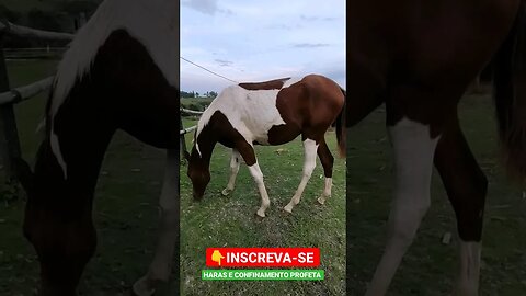 O cavalinho cresceu 🙄😲#shorts #fazenda #roça #sitio #agro #animals #bicho #sp #agropecuaria #cow