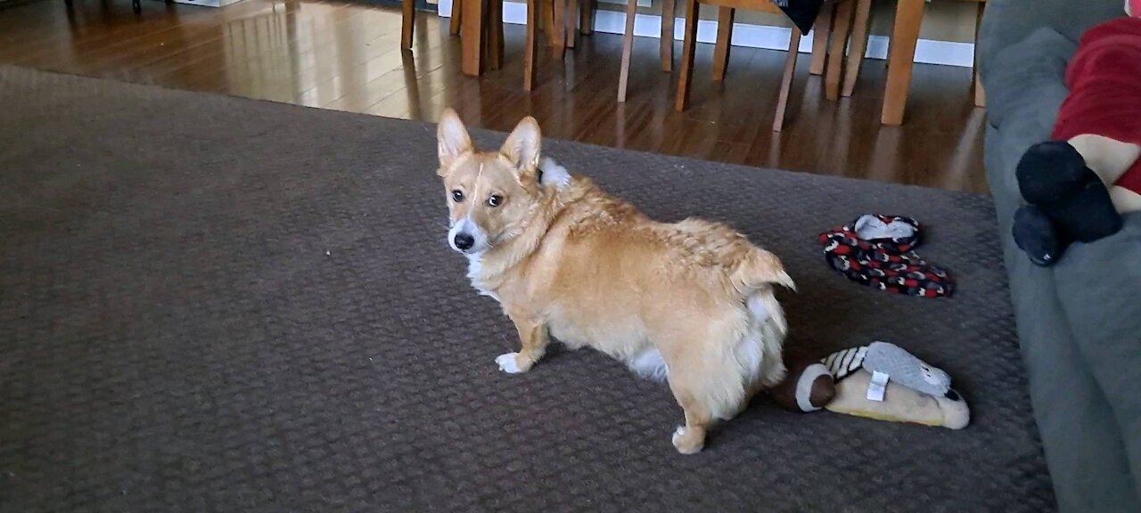 Corgi plays concentration