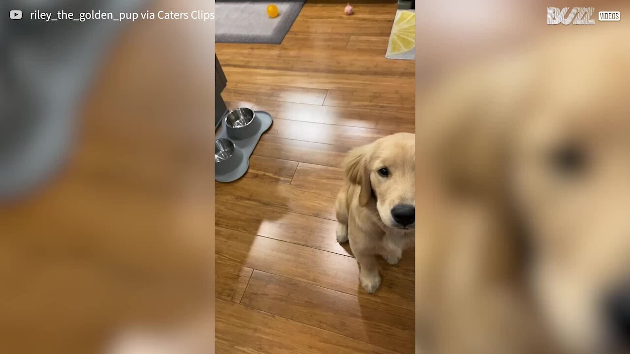 Adorable puppy learns to whisper