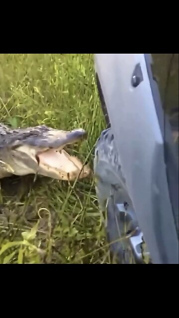 ALLIGATOR BITE’S CAR🚘🐊📸WITH ONE POWERFUL BITE🐊🚙💫