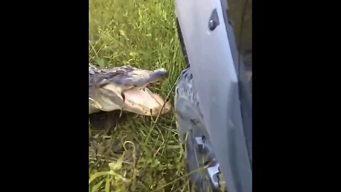 ALLIGATOR BITE’S CAR🚘🐊📸WITH ONE POWERFUL BITE🐊🚙💫