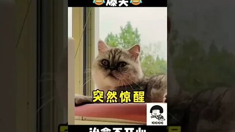 The cat was stunned #shorts #animals #funny #ytshorts #cats #pets